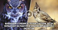  жаворонки с совами встречаются утром, когда первые едут на работу, а вторые возвращаются с дискотеки.