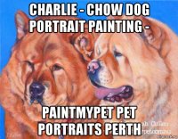 charlie - chow dog portrait painting - paintmypet pet portraits perth