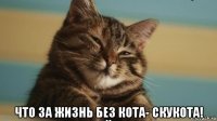  что за жизнь без кота- скукота!