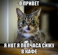 о привет я кот я полчаса сижу в кафе