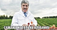  сажают не только клубнику . . .