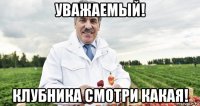 уважаемый! клубника смотри какая!