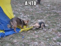 а что 