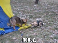 понэд