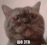  шо эта