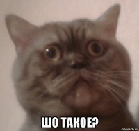  шо такое?