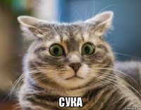  сука