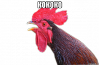 кококо 