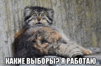  какие выборы? я работаю