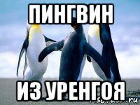пингвин из уренгоя