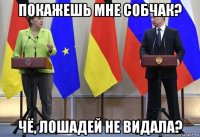 покажешь мне собчак? чё, лошадей не видала?