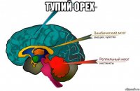 тупий орех 