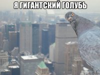 я гигантский голубь 