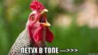  петух в топе --->>>