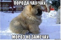 порода чау-чау - мороз не замечау.