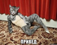  привед