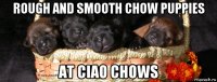 rough and smooth chow puppies at ciao chows