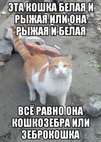 эта кошка белая и рыжая или она рыжая и белая всё равно она кошкозебра или зеброкошка