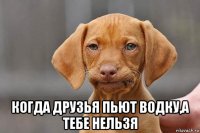  когда друзья пьют водку,а тебе нельзя