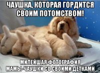 чаушка, которая гордится своим потомством! милейшая фотография мамы-чаушки со своими детками