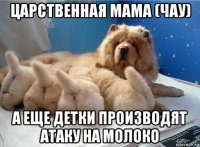 царственная мама (чау) а еще детки производят атаку на молоко