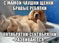 с мамой чаушки щенки - бравые ребятки октябрятки-сентябрятки - развиваются...