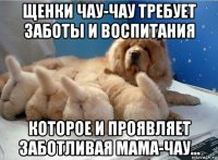 щенки чау-чау требует заботы и воспитания которое и проявляет заботливая мама-чау...