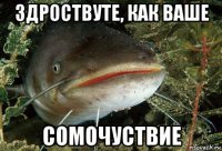 здроствуте, как ваше сомочуствие
