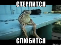 стерпится слюбится