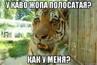 у каво жопа полосатая? как у меня?
