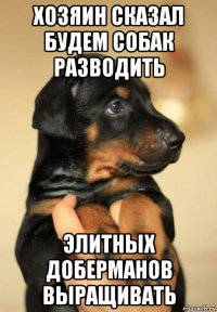 хозяин сказал будем собак разводить элитных доберманов выращивать