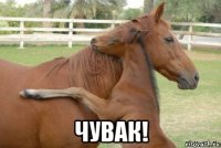  чувак!