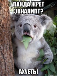 панда жрет эвкалипт? ахуеть!