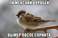 тюменский воробей вымер после спринта