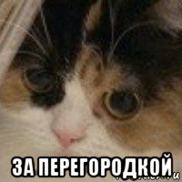  за перегородкой