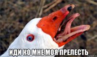  иди ко мне моя прелесть