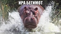 ира бегимот 
