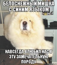 белоснежный мишка с синим языком навсегда влюбил нас в эту замечательную породу