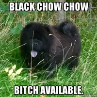 black chow chow bitch available.