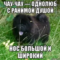 чау-чау — однолюб с ранимой душой нос большой и широкий