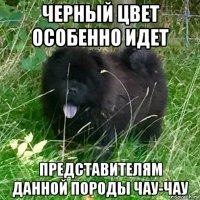 черный цвет особенно идет представителям данной породы чау-чау