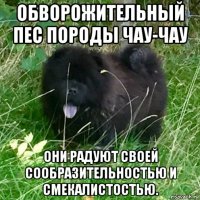 обворожительный пес породы чау-чау они радуют своей сообразительностью и смекалистостью.