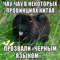 чау-чау в некоторых провинциях китая прозвали «черным языком»...