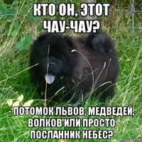 кто он, этот чау-чау? - потомок львов, медведей, волков или просто посланник небес?