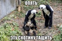 опять эту скотину тащить