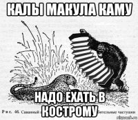 калы макула каму надо ехать в кострому