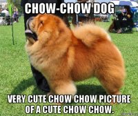 chow-chow dog very cute chow chow picture of a cute chow chow.