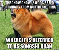 the chow chow is a dog breed originally from northern china where it is referred to as songshi quan