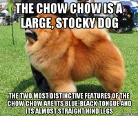 the chow chow is a large, stocky dog the two most distinctive features of the chow chow are its blue-black tongue and its almost straight hind legs