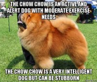 the chow chow is an active and alert dog with moderate exercise needs the chow chow is a very intelligent dog but can be stubborn